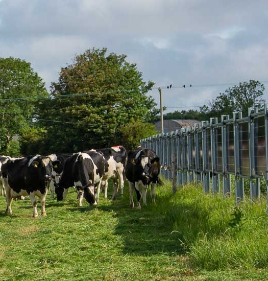 Solsambruk-Mjölkkor